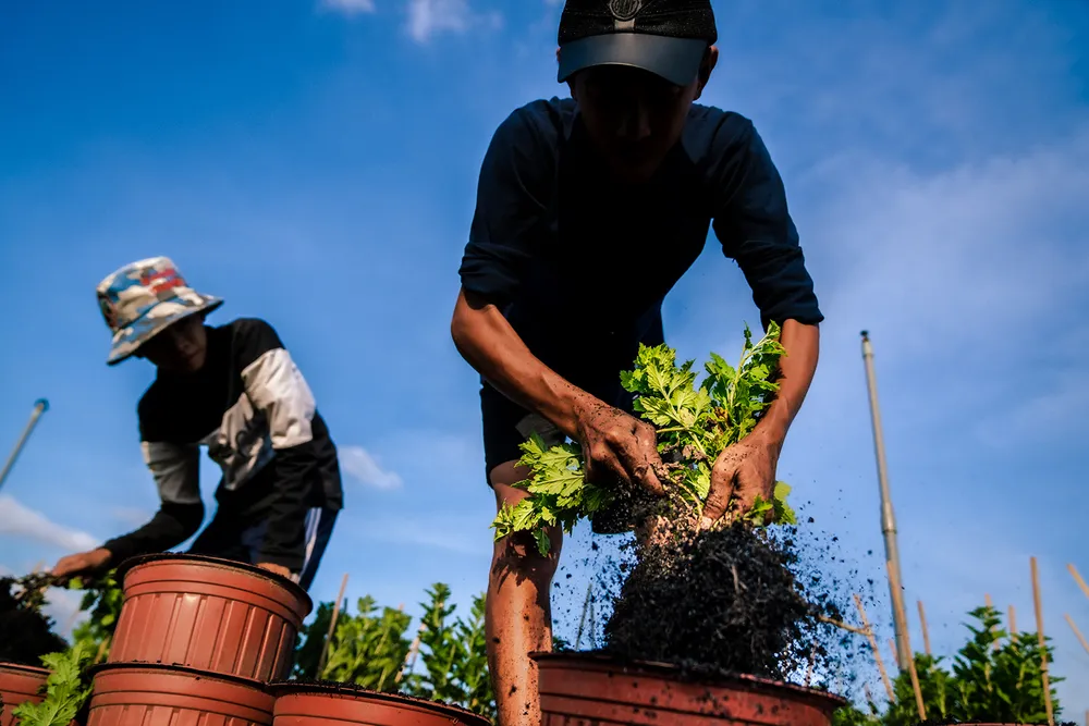 Chọn cây bệnh để đem đi tiêu hủy