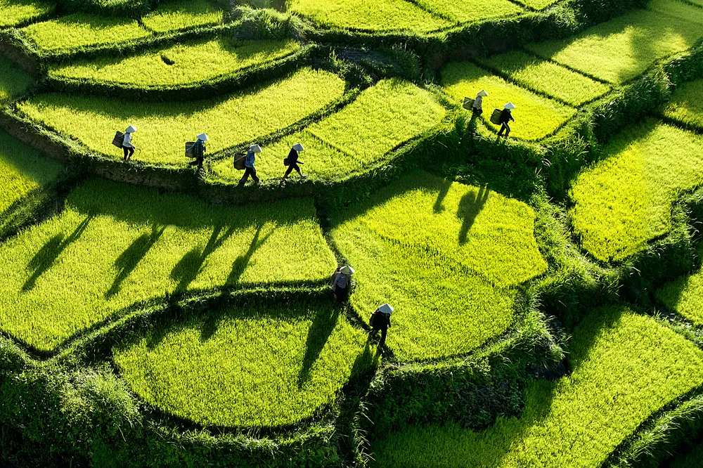 Nước non ngàn dặm- Thăm đồng.jpeg