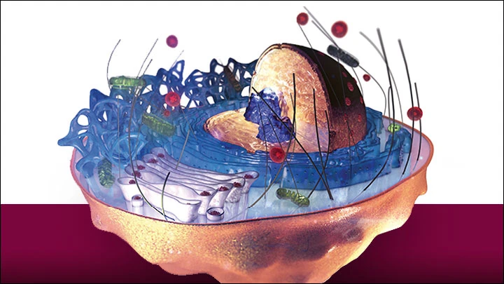 Ảnh 3D tế bào người. Ảnh: SCIENCE NEWS W8A.jpg
