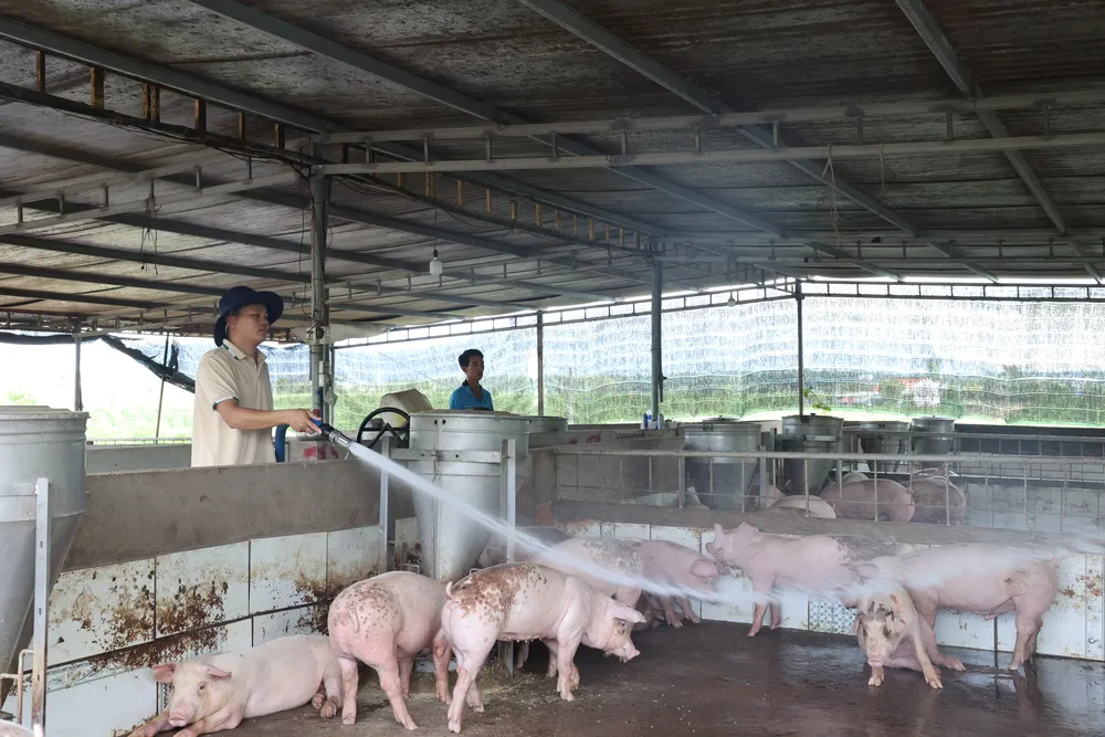 Các trang trại chăn nuôi heo trên địa bàn TPHCM tăng cường khử khuẩn, vệ sinh chuồng trại, phòng chống dịch tả heo Châu Phi. Ảnh: ĐÔNG HIẾU Các trang trại chăn nuôi heo trên địa bàn TPHCM tăng cường xịt khử khuẩn, vệ sinh chuồng trại, phòng chống dịch tả heo Châu Phi..jpg