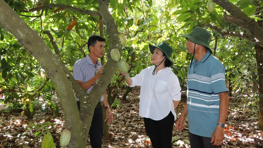 Xã Bình Giã (TPHCM) hình thành các vùng chuyên canh cây hồ tiêu, ca cao giúp nâng cao thu nhập cho người dân