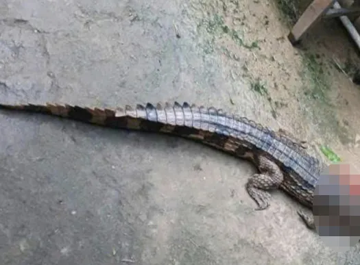 Tây Ninh: Cá sấu xổng chuồng cắn 1 người bị thương