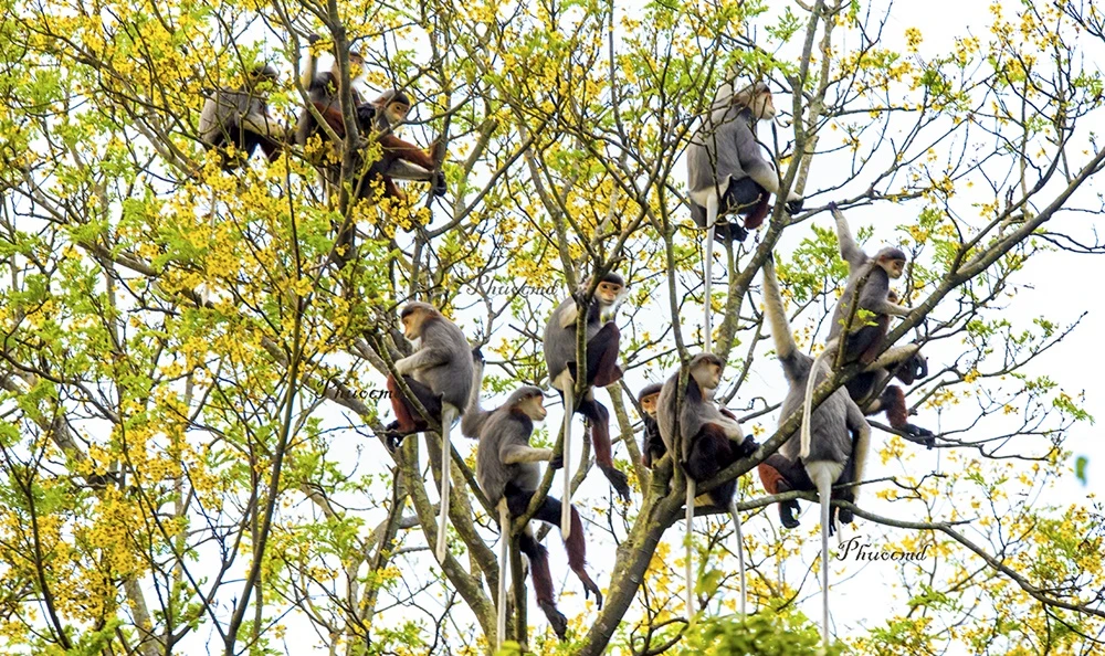 Voọc chà vá chân nâu tại bán đảo Sơn Trà