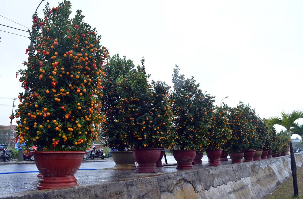 Rộn ràng Ngày hội quất cảnh Hội An ảnh 8