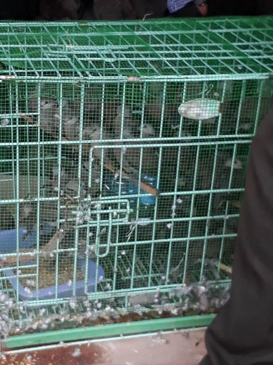 Thả 15 cá thể cầy vòi hương, cầy vòi mốc về rừng ảnh 3