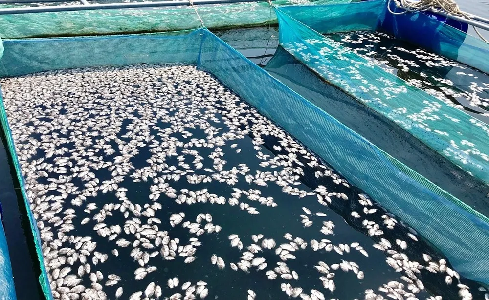 Nhiều bè cá lồng chết không rõ nguyên nhân tại Quảng Nam ảnh 2