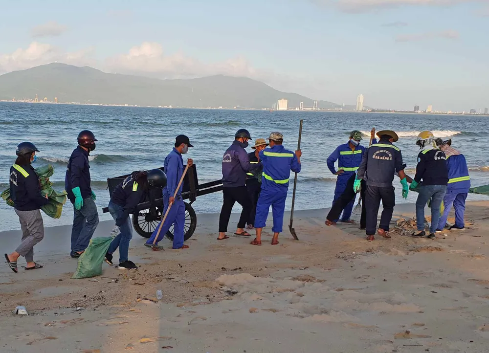 Cá chết hàng loạt dạt vào bờ biển Đà Nẵng ảnh 2