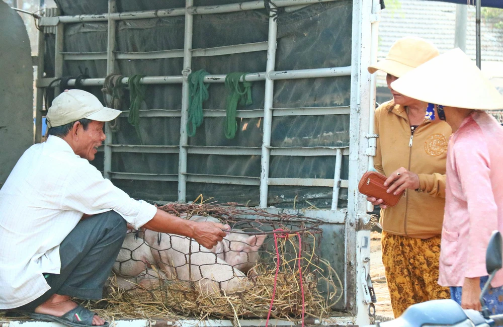 Quảng Nam: Hỗ trợ người dân có heo bị tiêu huỷ do dịch tả heo châu Phi