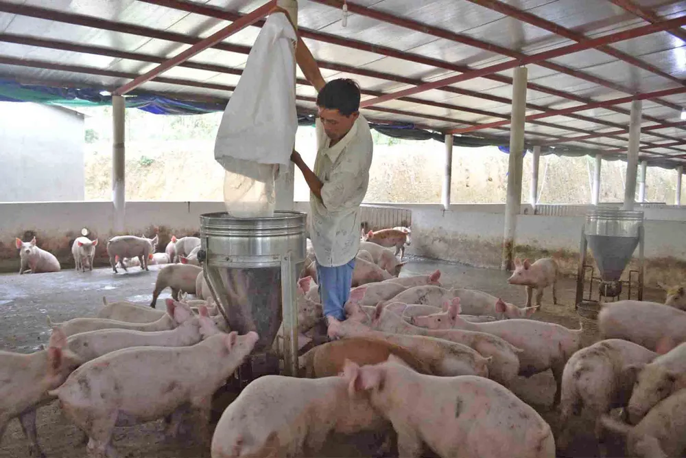 Quảng Nam thận trọng khi tái đàn heo ảnh 2