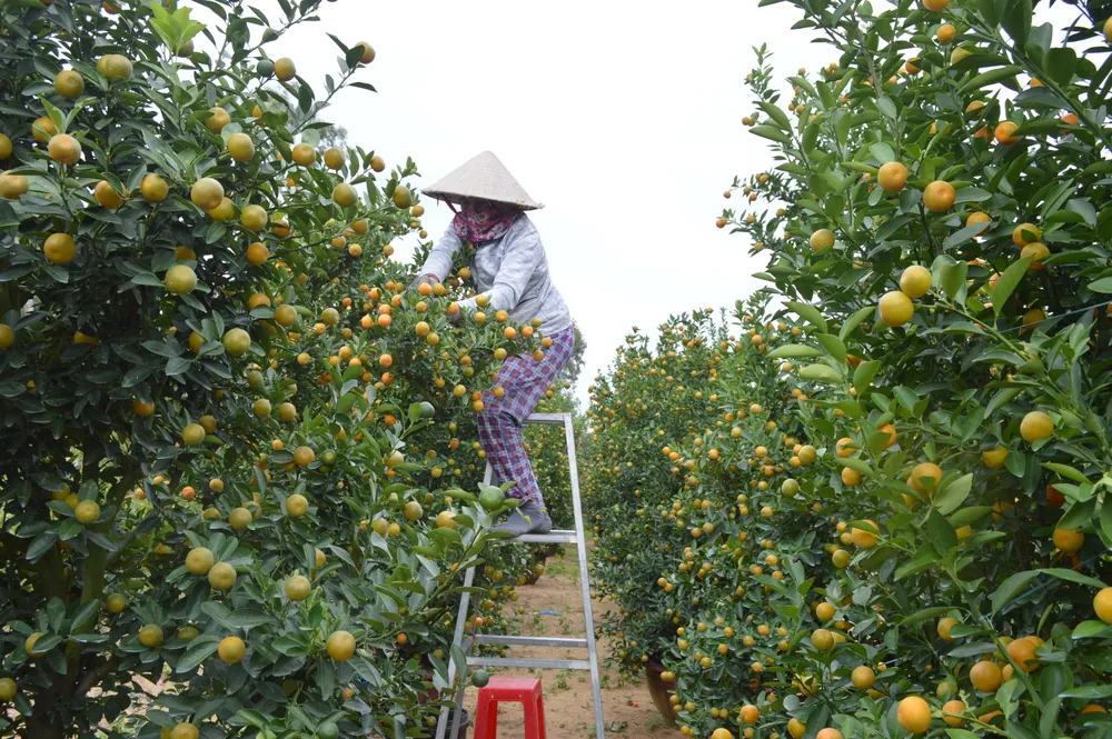 Quất tết được giá, nông dân Quảng Nam lại bất an vì thời tiết ảnh 3