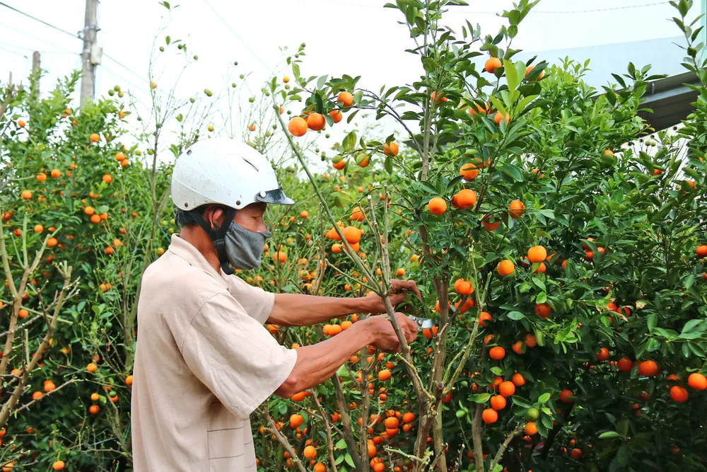 Vừa qua tết, chộn rộn thu mua quất "xác" ảnh 5