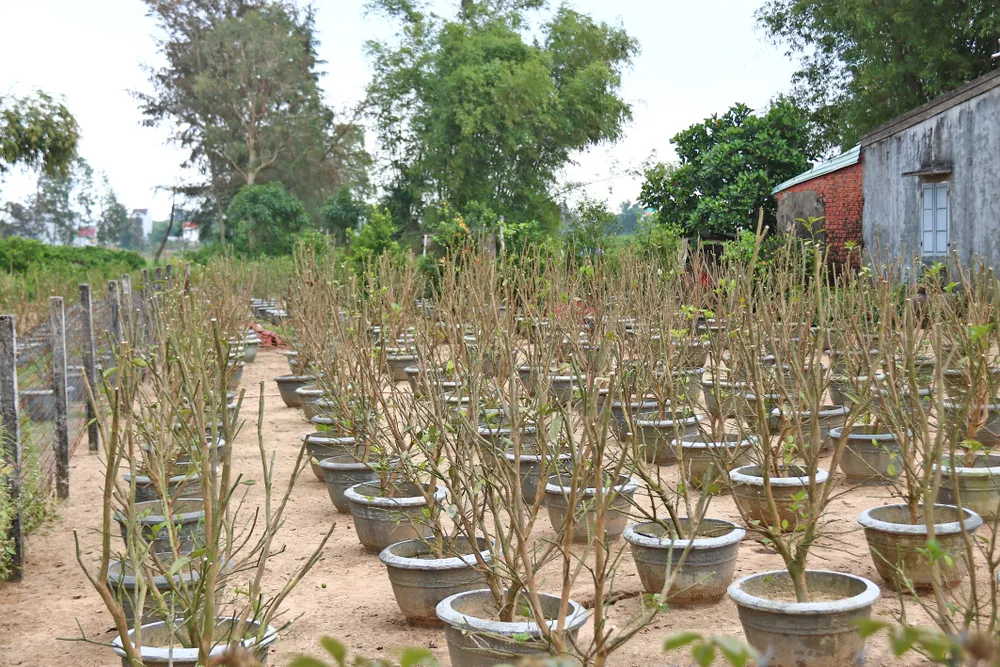 Vừa qua tết, chộn rộn thu mua quất "xác" ảnh 7