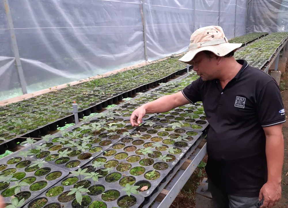 Áp dụng khoa học kỹ thuật vào ươm giống sâm Ngọc Linh ảnh 3