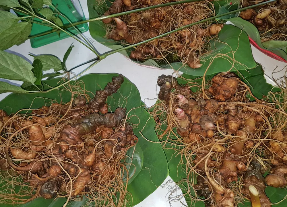 Rộn ràng phiên chợ sâm Ngọc Linh ảnh 1