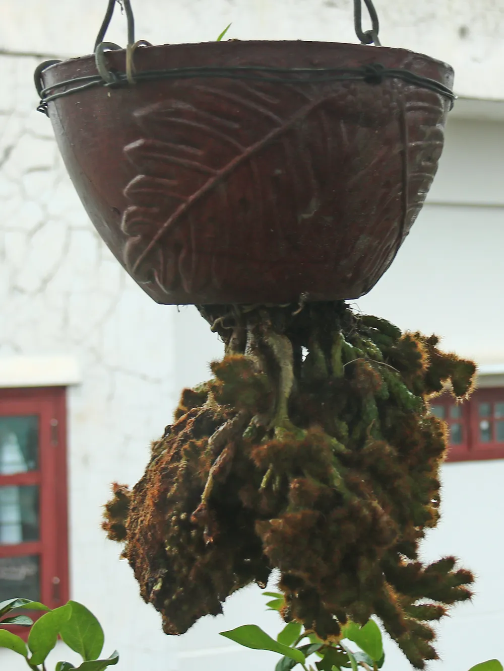 Khám phá vườn bonsai mọc ngược giữa phố ảnh 10