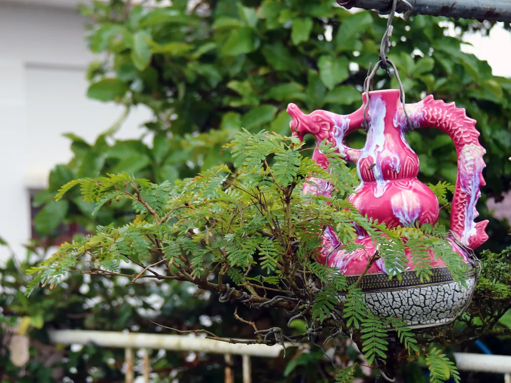 Khám phá vườn bonsai mọc ngược giữa phố ảnh 8