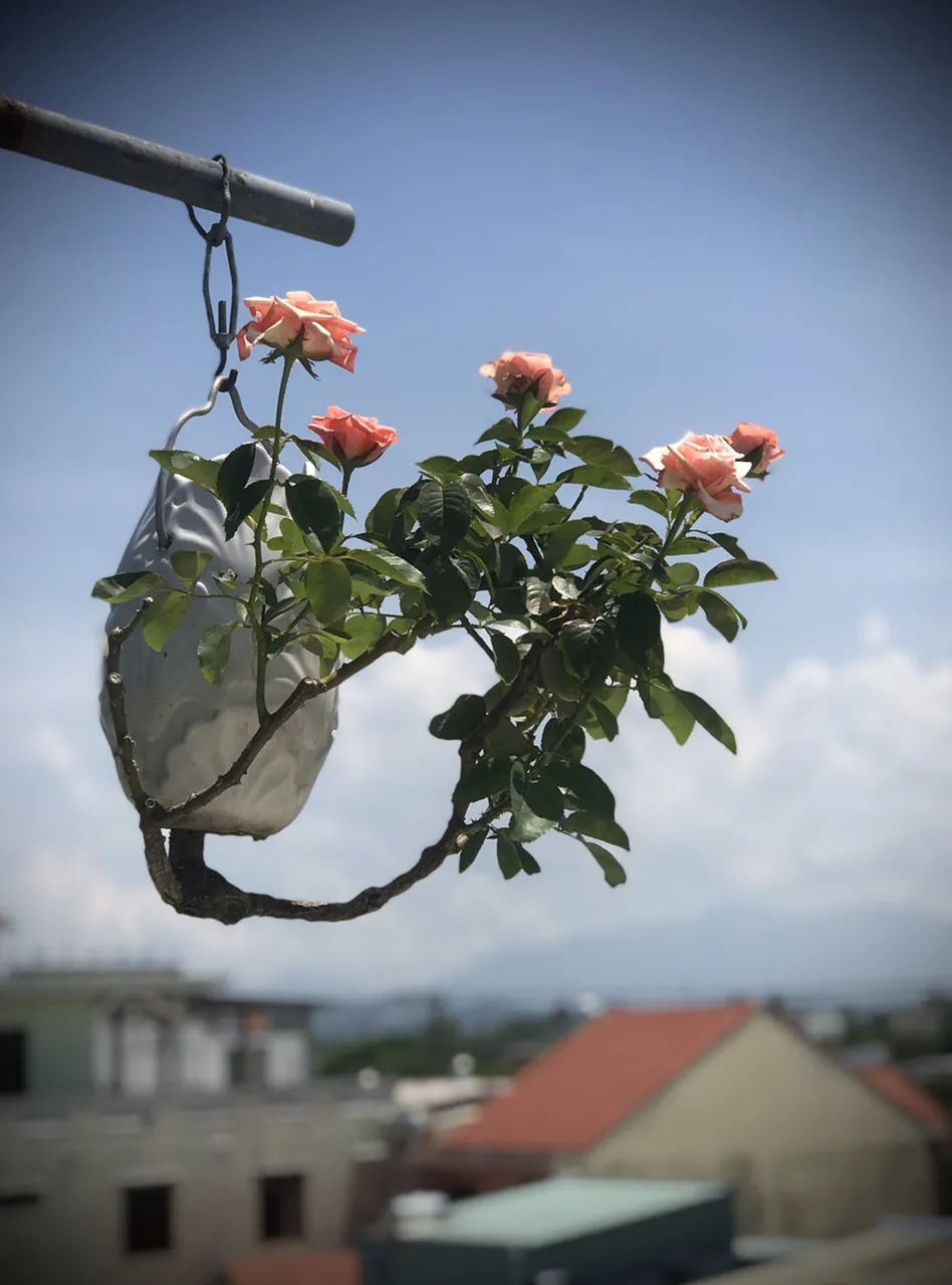 Khám phá vườn bonsai mọc ngược giữa phố ảnh 3