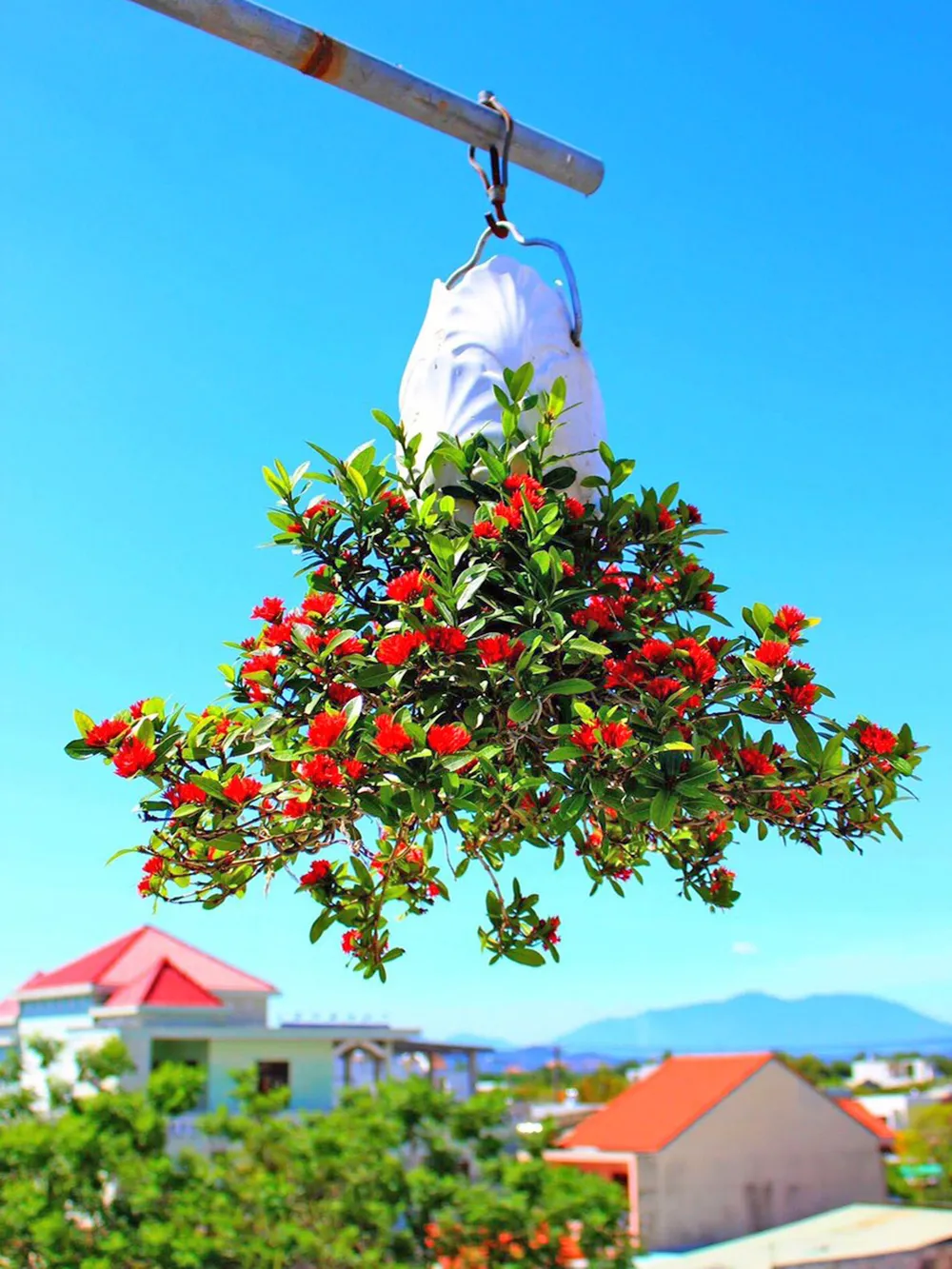 Khám phá vườn bonsai mọc ngược giữa phố ảnh 11