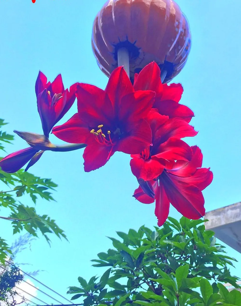 Khám phá vườn bonsai mọc ngược giữa phố ảnh 13