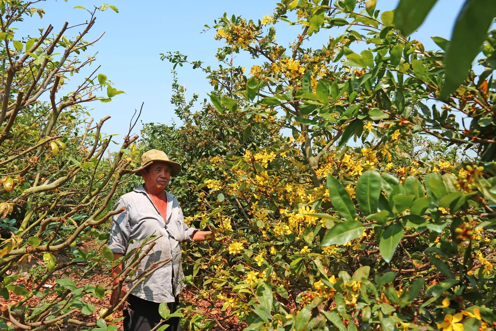 Làng tỷ phú giữa Đồng Tháp Mười ảnh 12