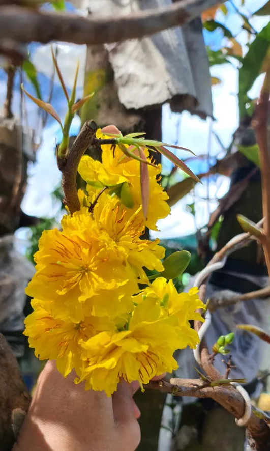 Làng tỷ phú giữa Đồng Tháp Mười ảnh 6