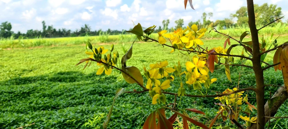 Làng tỷ phú giữa Đồng Tháp Mười