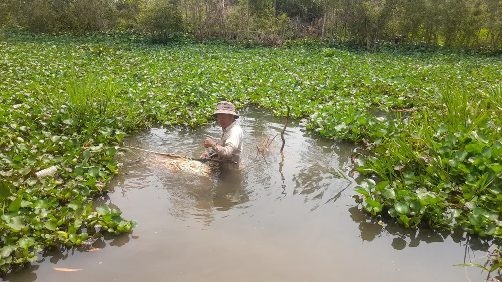 Với nghề trồng sen, người nông dân gần như được thu hoạch quanh năm