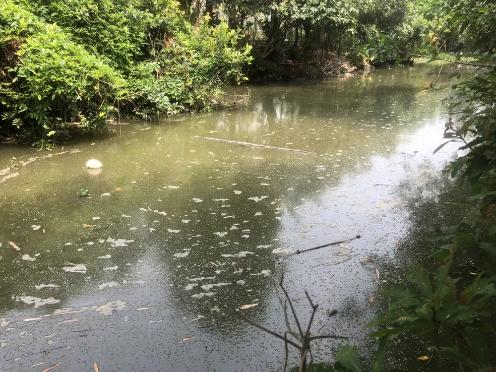 Kênh Bà Tùng gần khu vực chăn nuôi heo ô nhiễm, hôi thối Kênh Bà Tùng gần khu vực chăn nuôi heo ô nhiễm, hôi thối