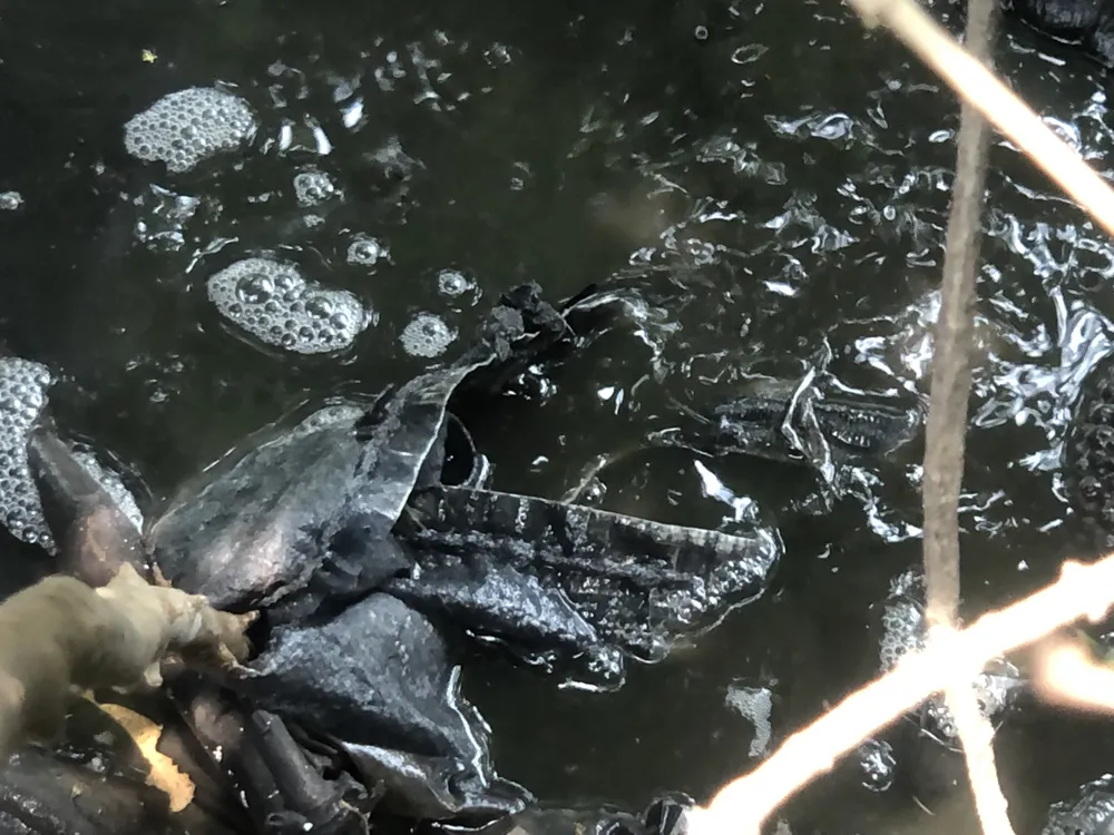 Cống xả thải ra kênh Bà Tùng được phủ lên 1 lớp bao cát nguỵ trang Cống xả thải ra kênh Bà Tùng được phủ lên 1 lớp bao cát nguỵ trang