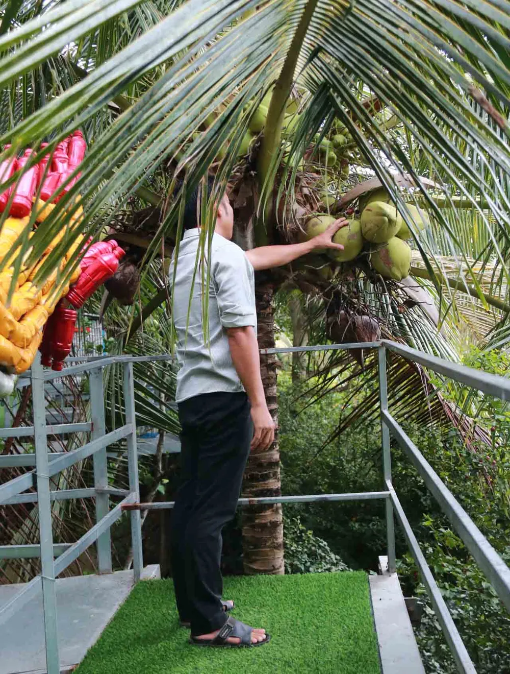 Đưa khách lên ngọn dừa hái dừa Đưa khách lên ngọn dừa hái dừa