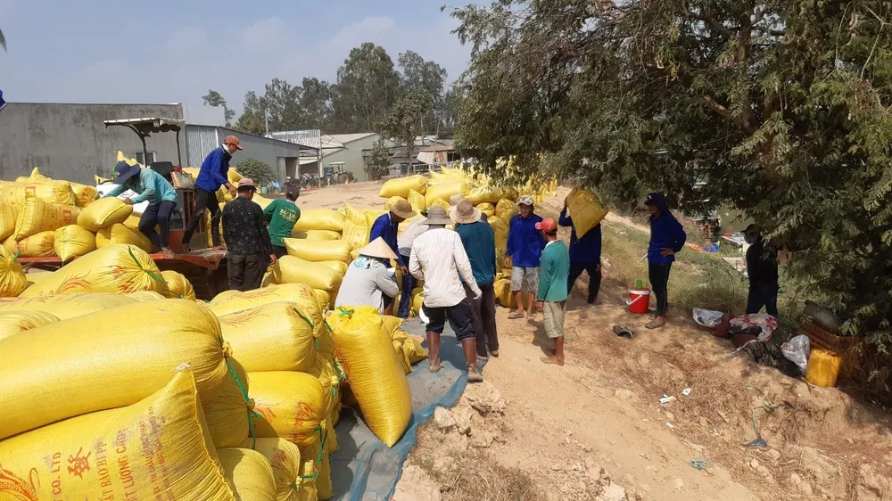 Giá lúa HTX và doanh nghiệp thu mua của các thành viên cao hơn giá thị trường 500 đồng/kg