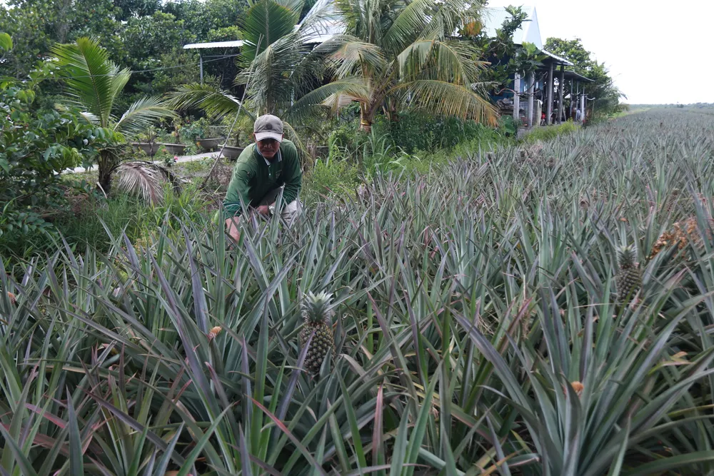 Người dân khai hoang rừng tràm ngập nước để trồng khóm Người dân khai hoang rừng tràm ngập nước để trồng khóm