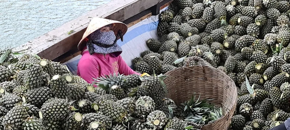 Cắt cuốn và ngọn khóm để xuất khẩu Cắt cuốn và ngọn khóm để xuất khẩu