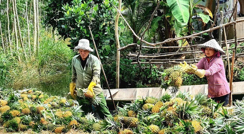 Tập kết khóm sau thu hoạch Tập kết khóm sau thu hoạch