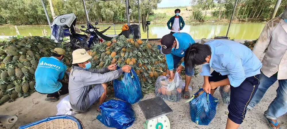 Thương lái đến mua khóm Thương lái đến mua khóm