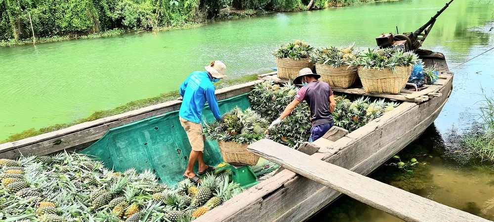 Ghe xuồng tấp nập mỗi ngày trên các bến khóm tại Tân Phước Ghe xuồng tấp nập mỗi ngày trên các bến khóm tại Tân Phước