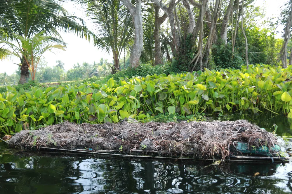 Những bè chuẩn bị gieo trồng