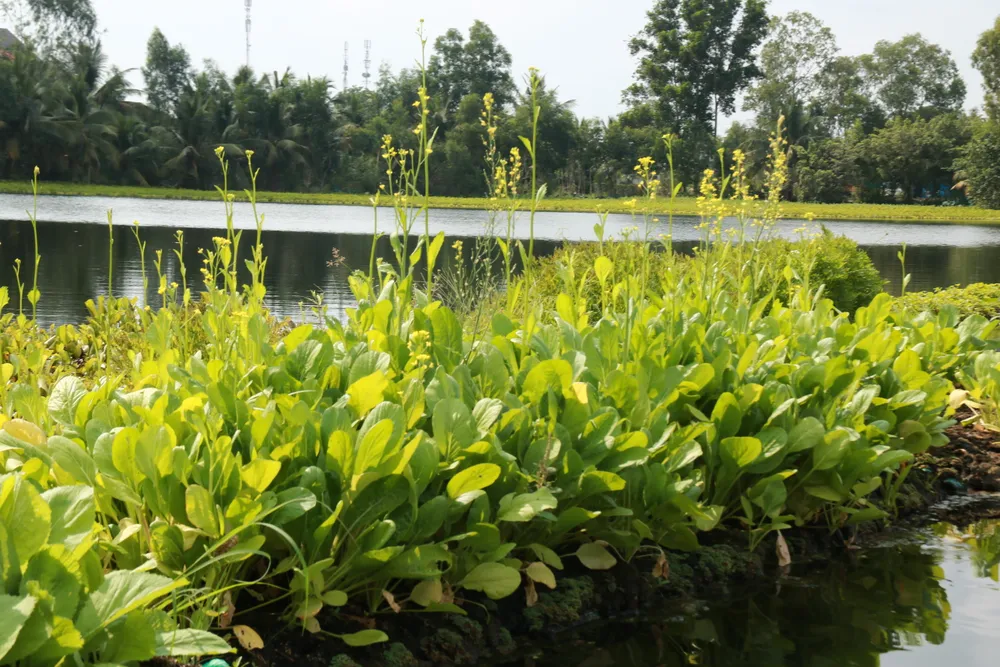 Những bè rau xanh mướt