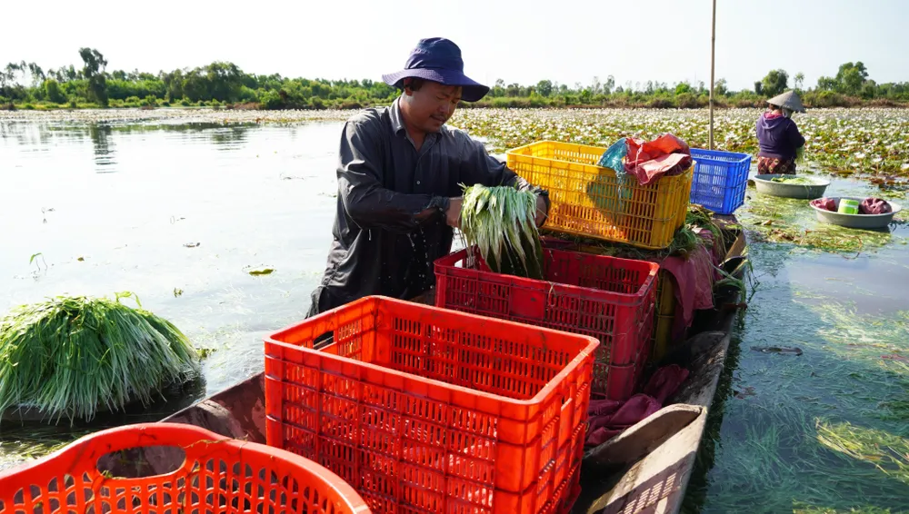 Hẹ sau khi chất đầy ghe sẽ chở về bến để làm sạch, phân loại Hẹ sau khi chất đầy ghe sẽ chở về bến để làm sạch, phân loại