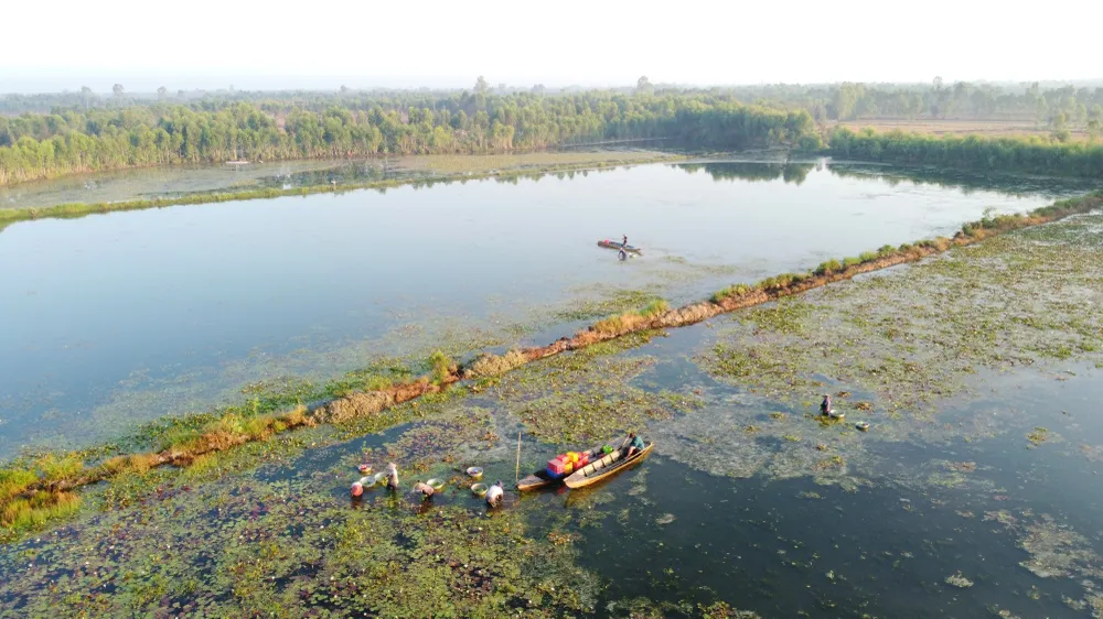 Người dân luôn giữ ruộng ngập nước để khai thác hẹ Người dân luôn giữ ruộng ngập nước để khai thác hẹ