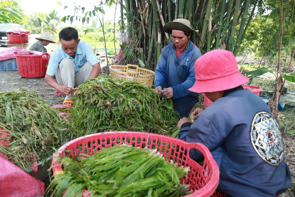 Mỗi buổi sáng, bên lũy tre làng, bà con ấp Chánh quây quần lặt hẹ Mỗi buổi sáng, bên lũy tre làng, bà con ấp Chánh quây quần lặt hẹ