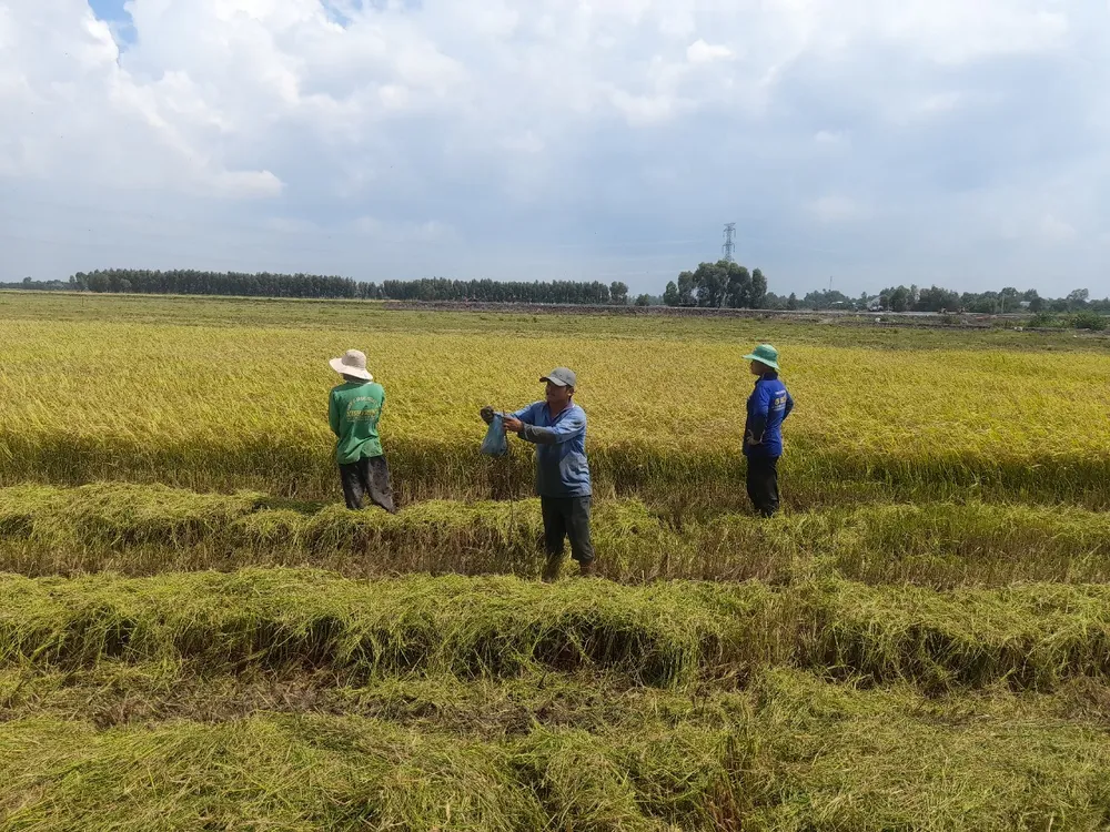 Chuột bắt tại đồng được thu mua với giá rất cao Chuột bắt tại đồng được thu mua với giá rất cao