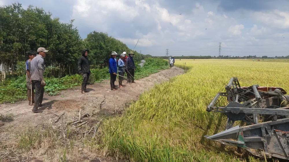 Khi nước lũ đổ về, chuột không có chỗ trú ẩn sẽ tìm đến những gò đất cao, các thợ săn chuột sẽ đi men theo bờ đào hang Khi nước lũ đổ về, chuột không có chỗ trú ẩn sẽ tìm đến những gò đất cao, các thợ săn chuột sẽ đi men theo bờ đào hang