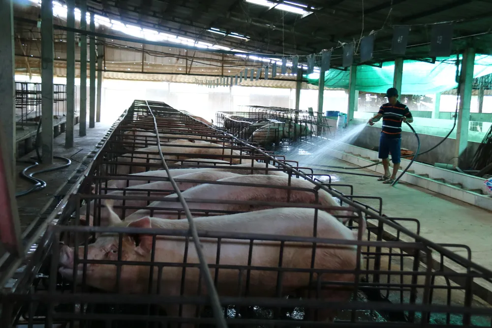 Nhiều hộ chăn nuôi heo ở vùng ĐBSCL tái đàn để đón đầu thị trường ngày tết