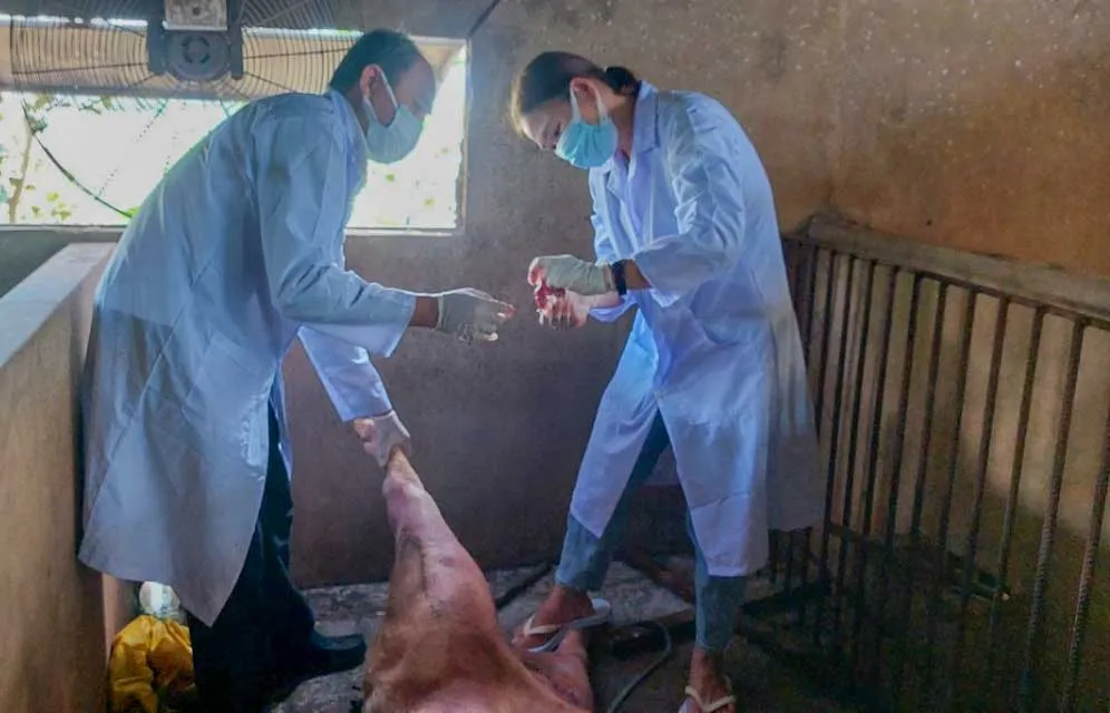 Ngành chức năng lấy mẫu bệnh phẩm trên heo chết Ngành chức năng lấy mẫu bệnh phẩm trên heo chết