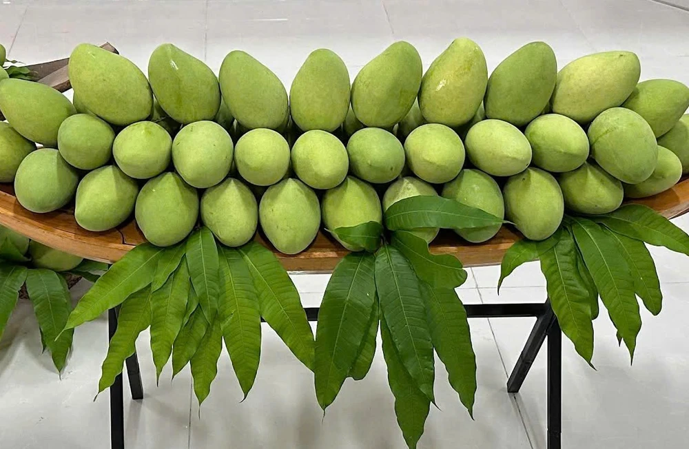 Xoài cát Hòa Lộc là một trong những cây ăn trái chủ lực của tỉnh Tiền Giang xoai.jpg