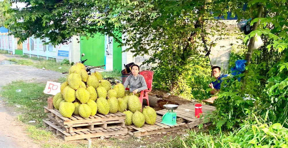 Nhà vườn huyện Phong Điền, TP Cần Thơ bán sầu riêng dọc theo Quốc lộ 61C. Ảnh: CAO PHONG a phong 1.jpg