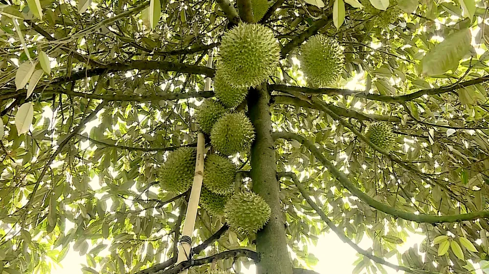 Sầu riêng vùng ĐBSCL đang vào vụ, rộ thu hoạch. Ảnh: NGỌC PHÚC ảnh 2.jpg