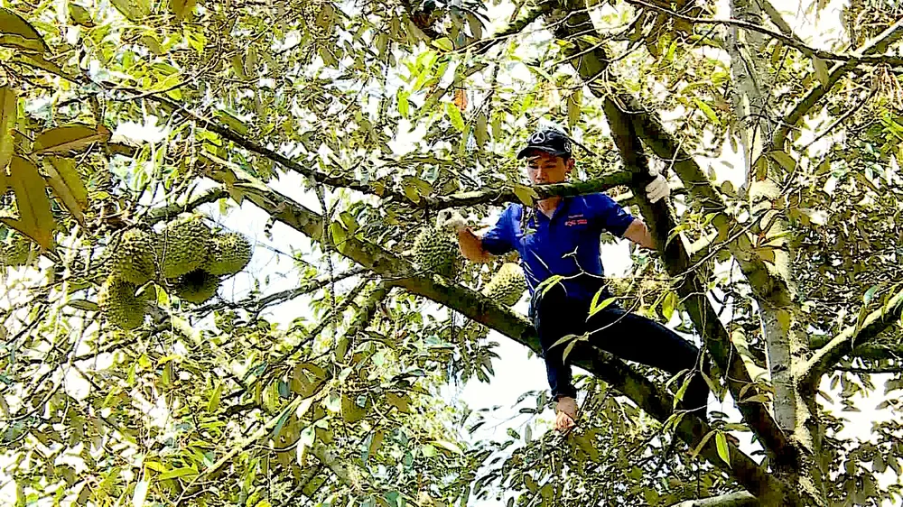 Nhà vườn cắt sầu riêng chín. Ảnh: NGỌC PHÚC ảnh 5.jpg