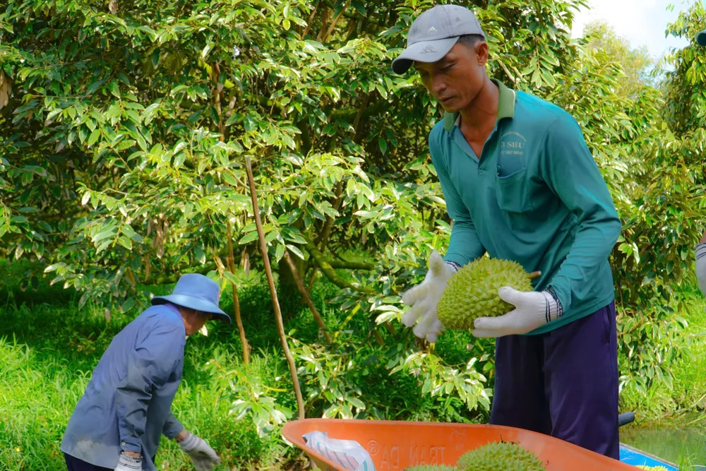 Người trồng sầu riêng tại Cần Thơ thu hoạch bán cho thương lái. Ảnh: TUẤN QUANG quang.jpg